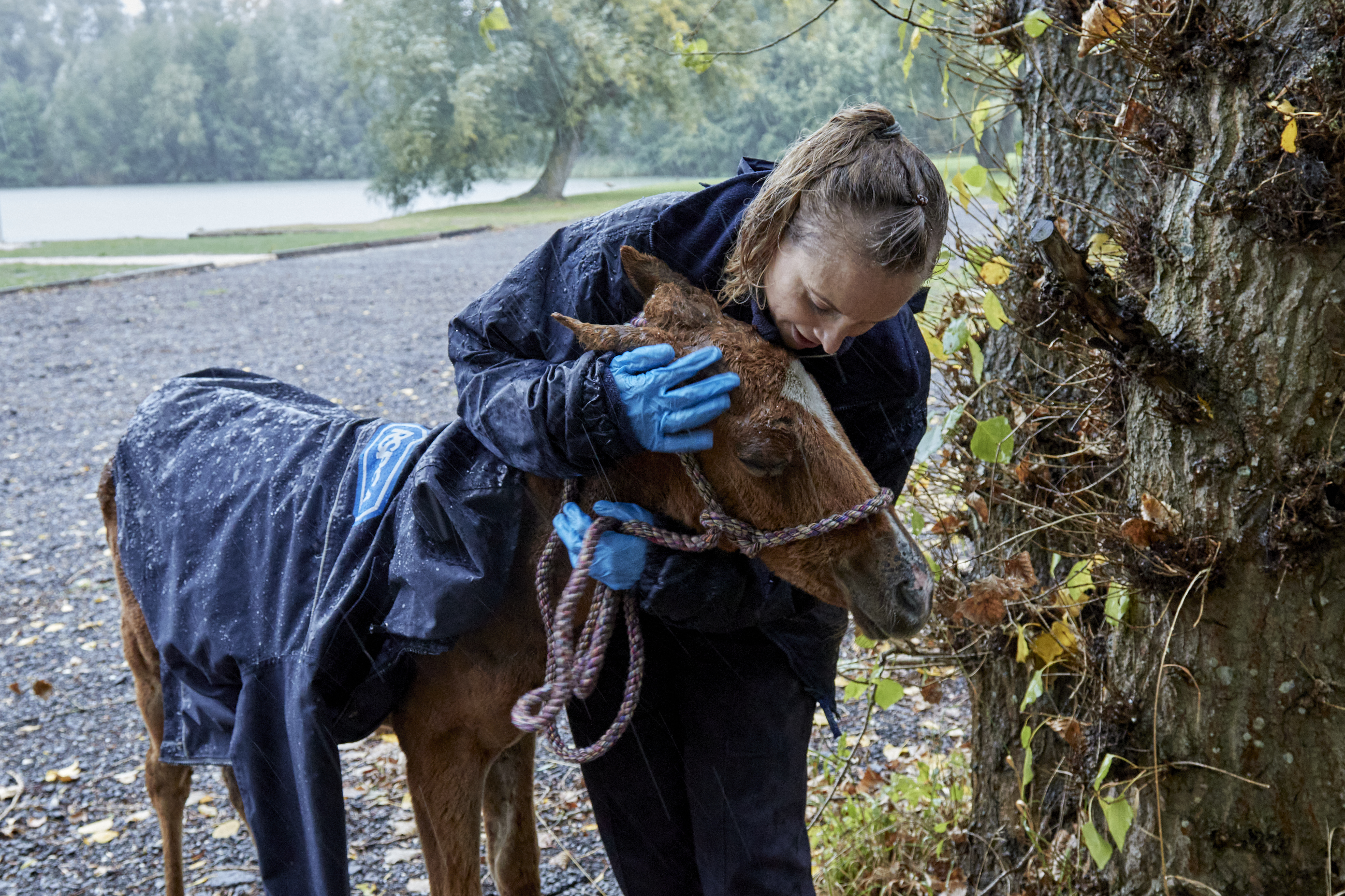 RSPCA Dealt With 200 Incidents Involving Horses During Lockdown In ...